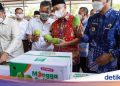 1 Ton Mangga Asal Petani Gresik Diekspor ke Singapura