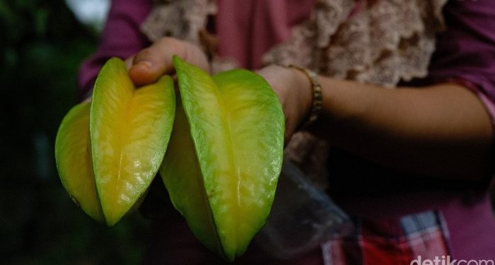 Cicip Manisnya Budi Daya Belimbing, Omzet Rp 30 Juta/Panen