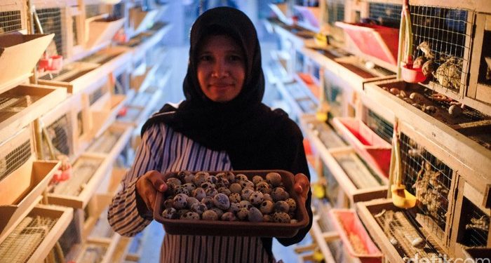 Tips buat Pemula yang Mau Ternak Burung Puyuh dari Ahlinya
