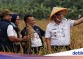 Wagub DKI Panen Padi Bareng Petani di Rorotan Jakut