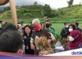 Ganjar Genjot Pasokan Bawang Putih Jateng Lewat Learning Center