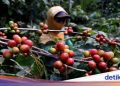 Top! Kopi-kopi Indonesia bakal Mejeng di Belanda Bulan Depan