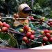 Top! Kopi-kopi Indonesia bakal Mejeng di Belanda Bulan Depan