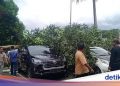Pohon Tumbang di Kantor Gubernur Maluku Timpa 2 Mobil hingga Rusak