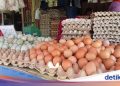 Ternyata Ini Biang Kerok Harga Telur Ayam Naik