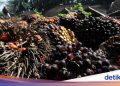 Berkat Langkah Holding Perkebunan, Industri Sawit RI Diramal Bisa Makin Moncer