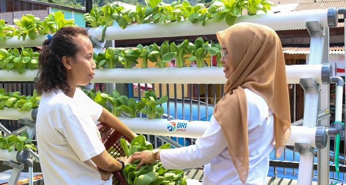 Didukung BRI, Warga Jayapura Olah Lahan Sempit Pakai Metode Hidroponik