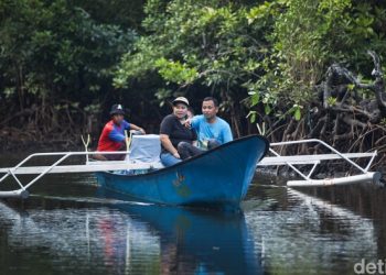 Bak ‘Sherina’, Serunya Naik Boat Susuri Hutan Mangrove di Desa Palaes