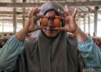 Nggak Selalu Mulus, 4 Masalah Ini Kerap Hantui Usaha Ternak Ayam