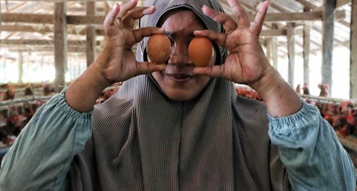 Nggak Selalu Mulus, 4 Masalah Ini Kerap Hantui Usaha Ternak Ayam