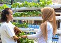 Warga di Jayapura Penuhi Kebutuhan Pangan dengan Bertani Hidroponik