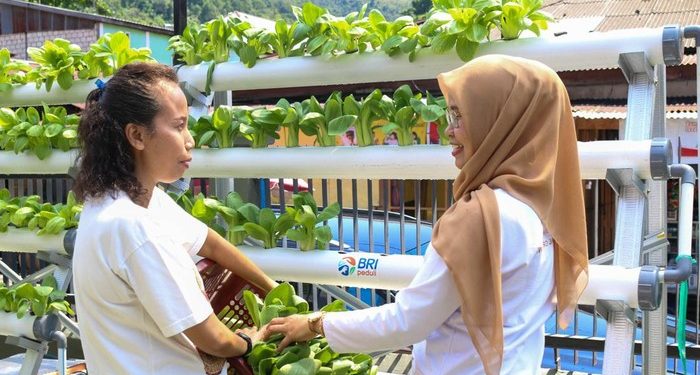 Warga di Jayapura Penuhi Kebutuhan Pangan dengan Bertani Hidroponik